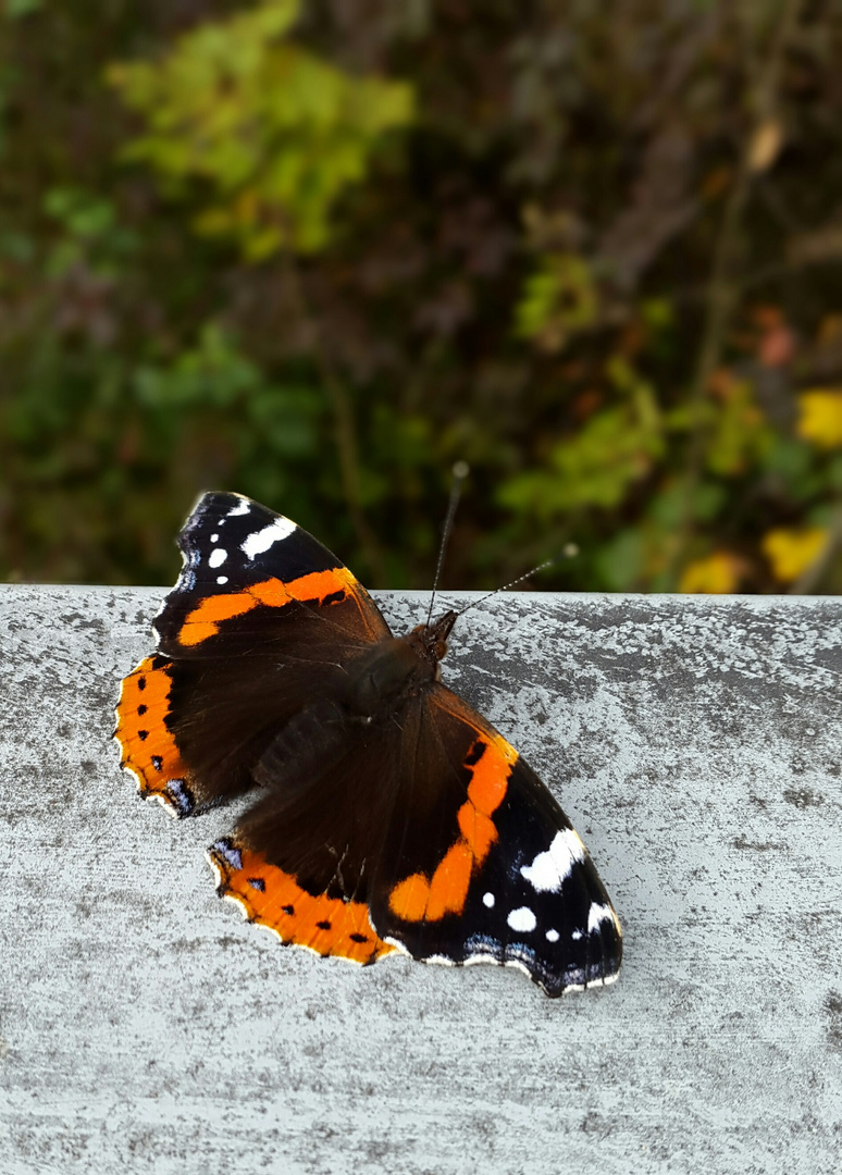 Schmetterling