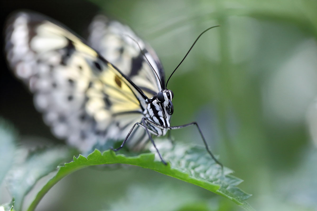 Schmetterling