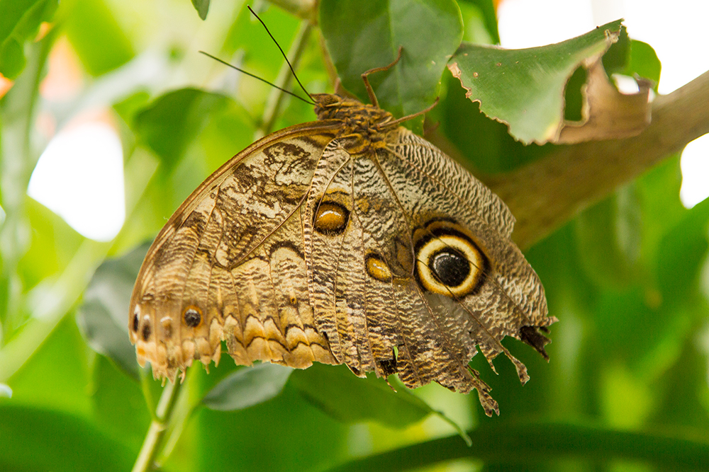 Schmetterling