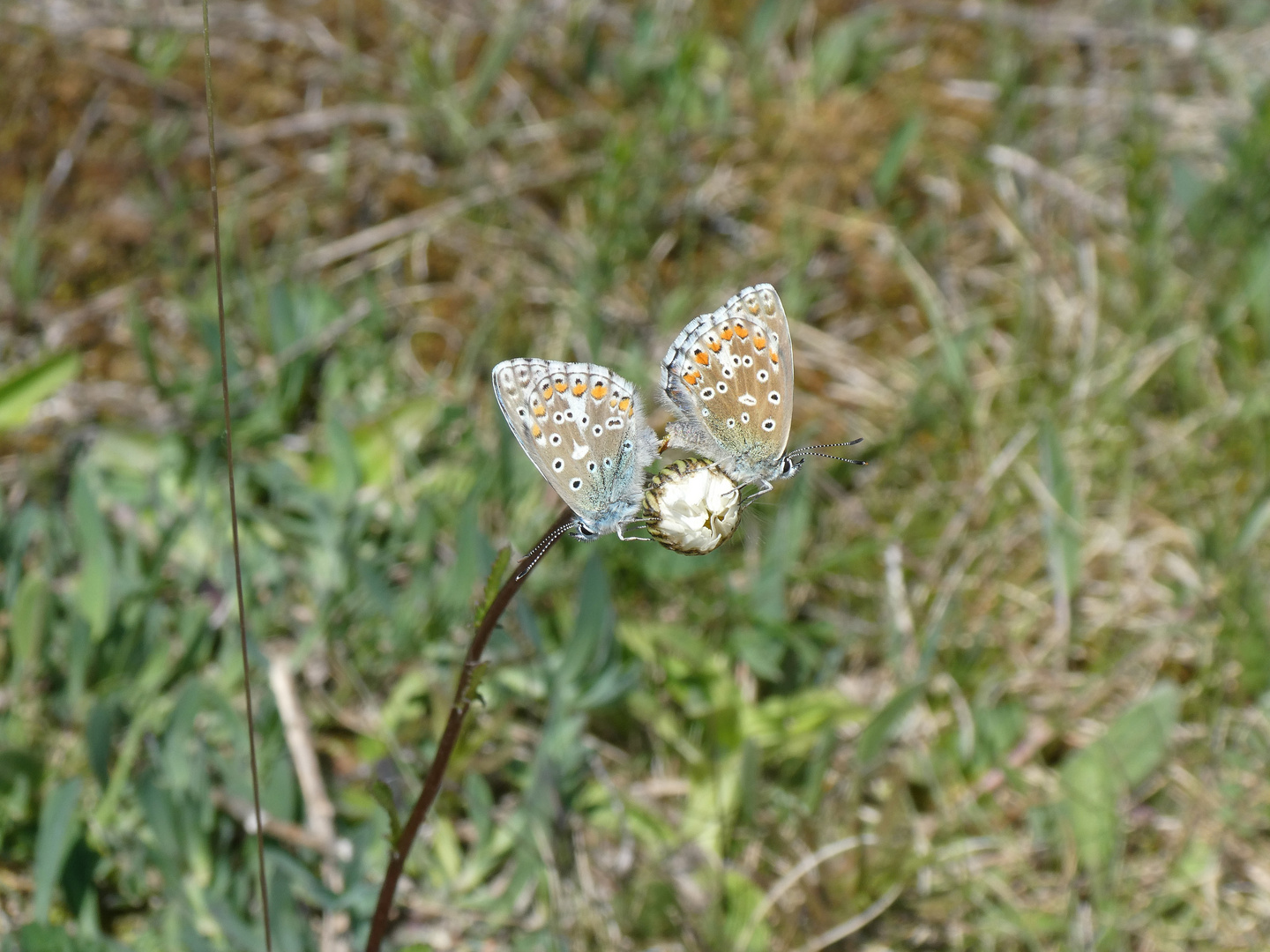 Schmetterling