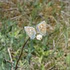 Schmetterling