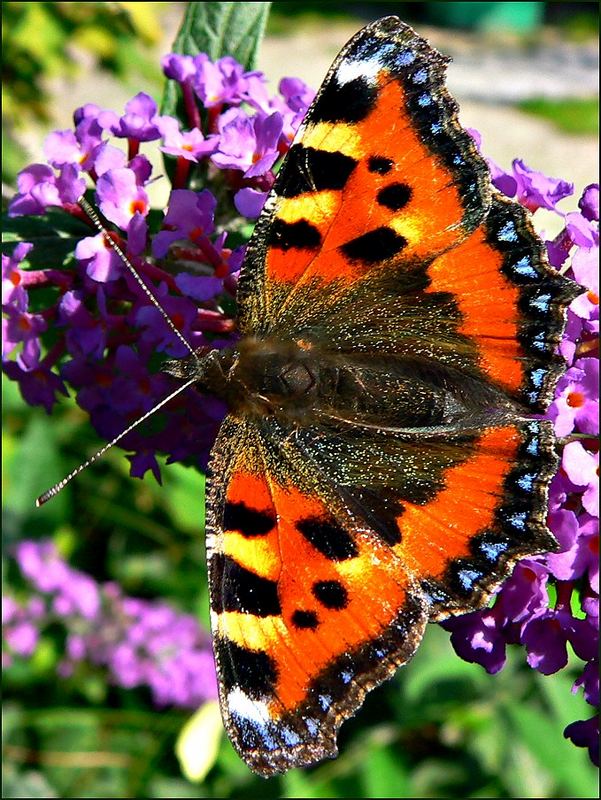 Schmetterling