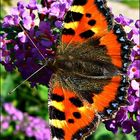 Schmetterling