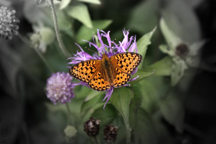 Schmetterling