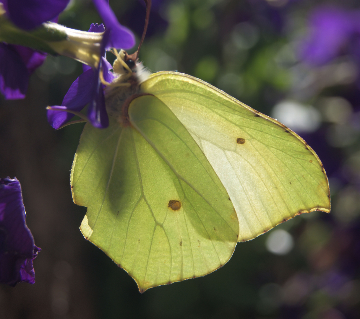 Schmetterling