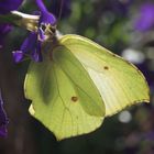 Schmetterling