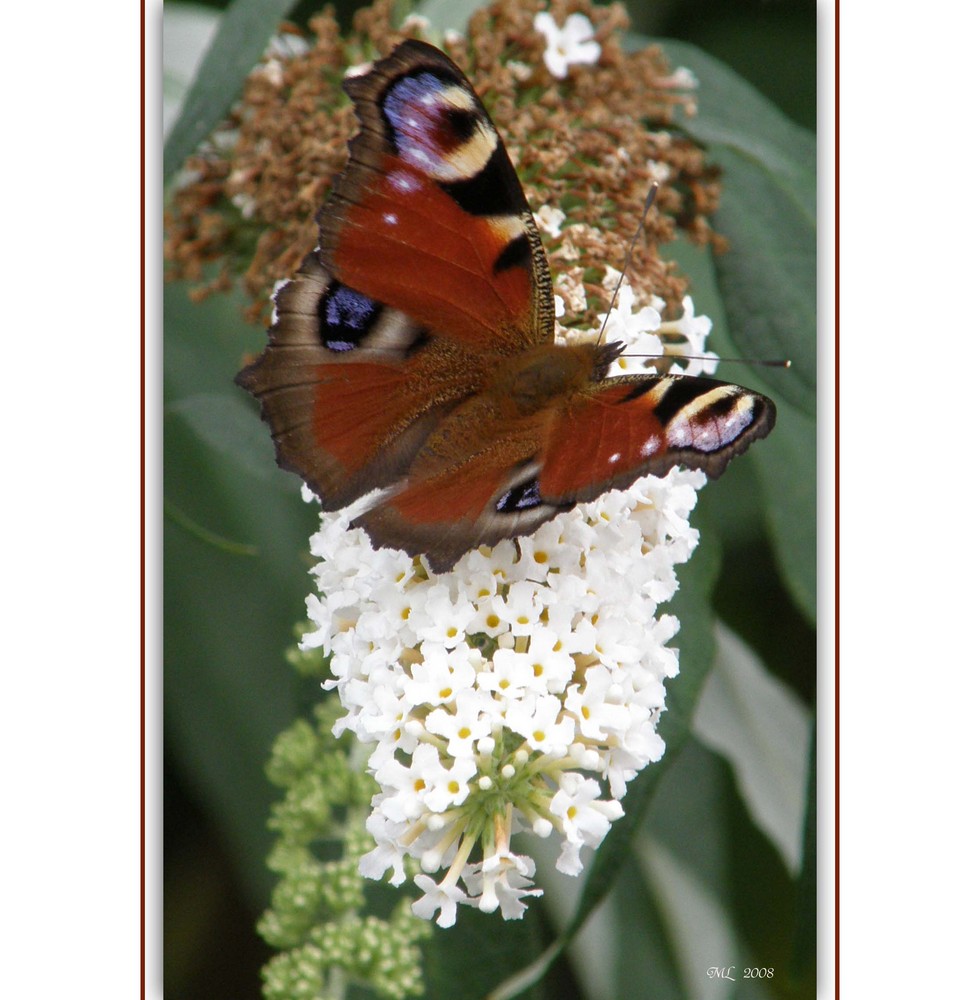 Schmetterling