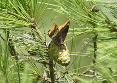 Schmetterling