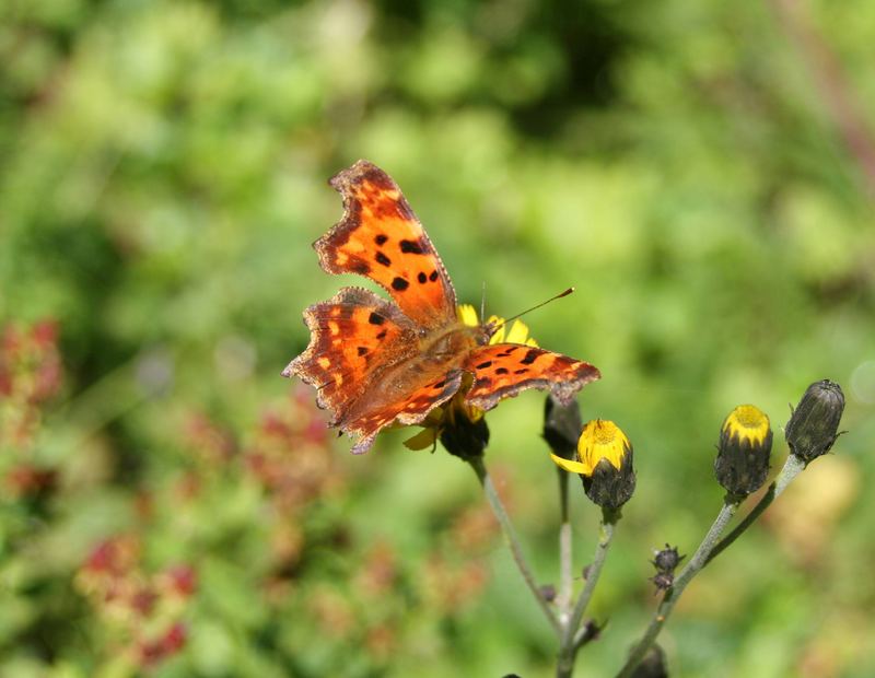 Schmetterling