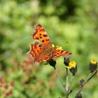 Schmetterling