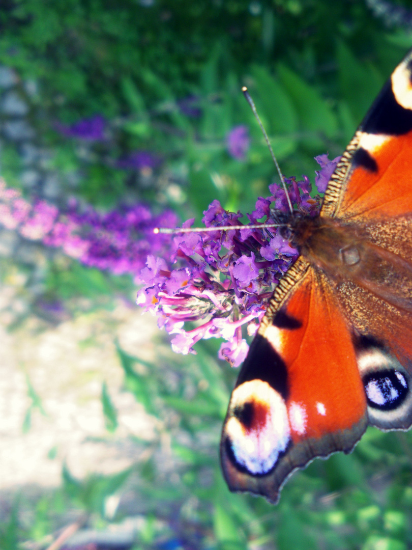 Schmetterling