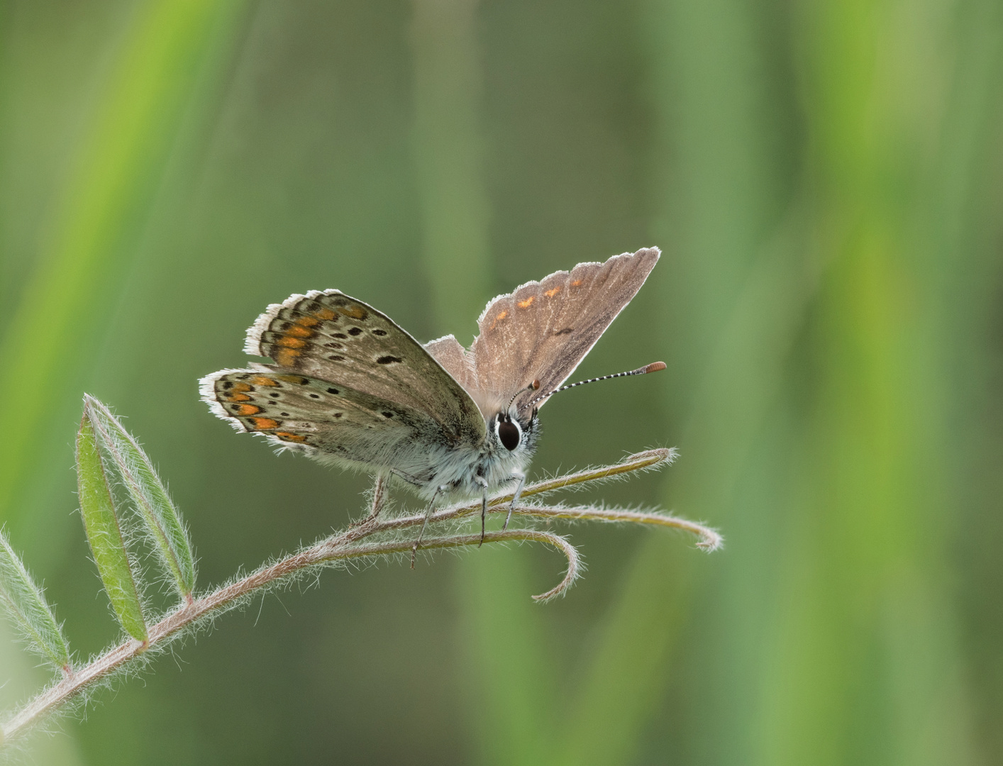 Schmetterling