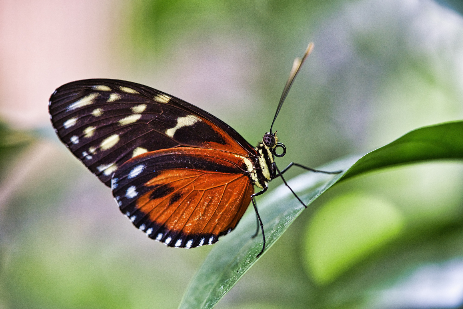 Schmetterling