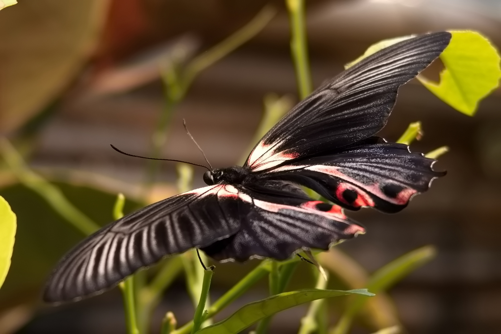 Schmetterling