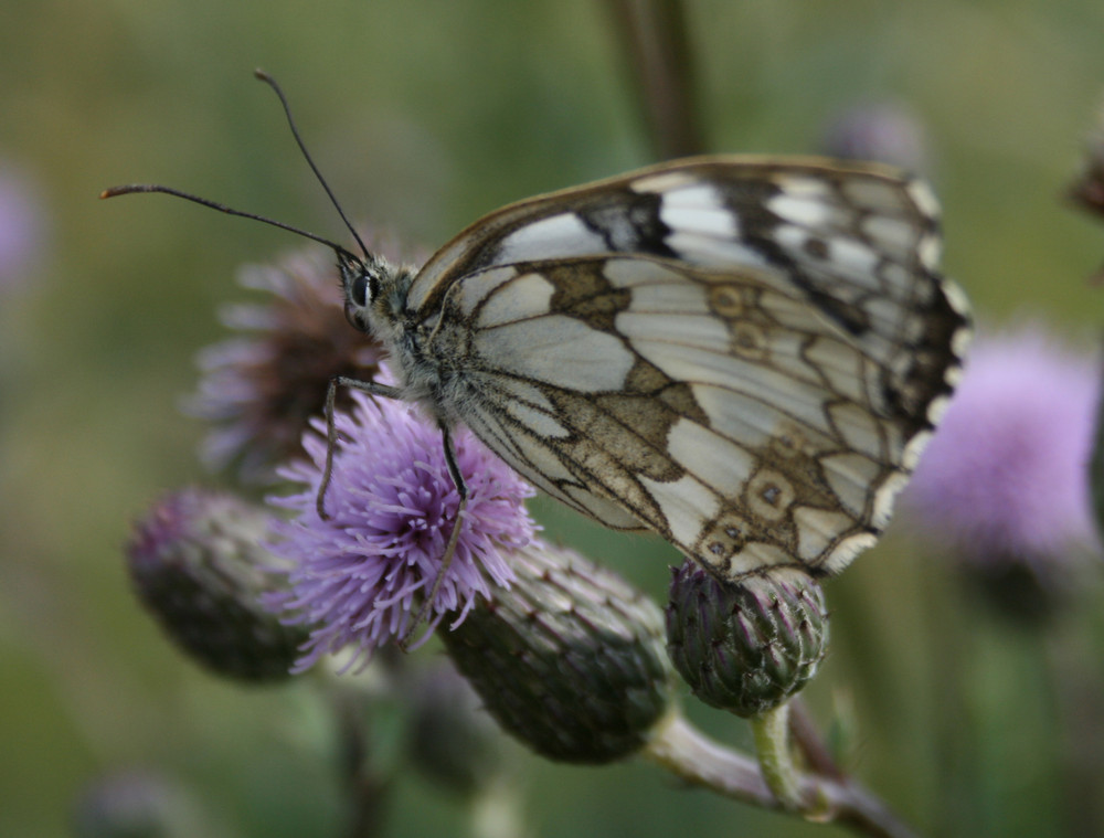 Schmetterling