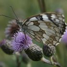 Schmetterling