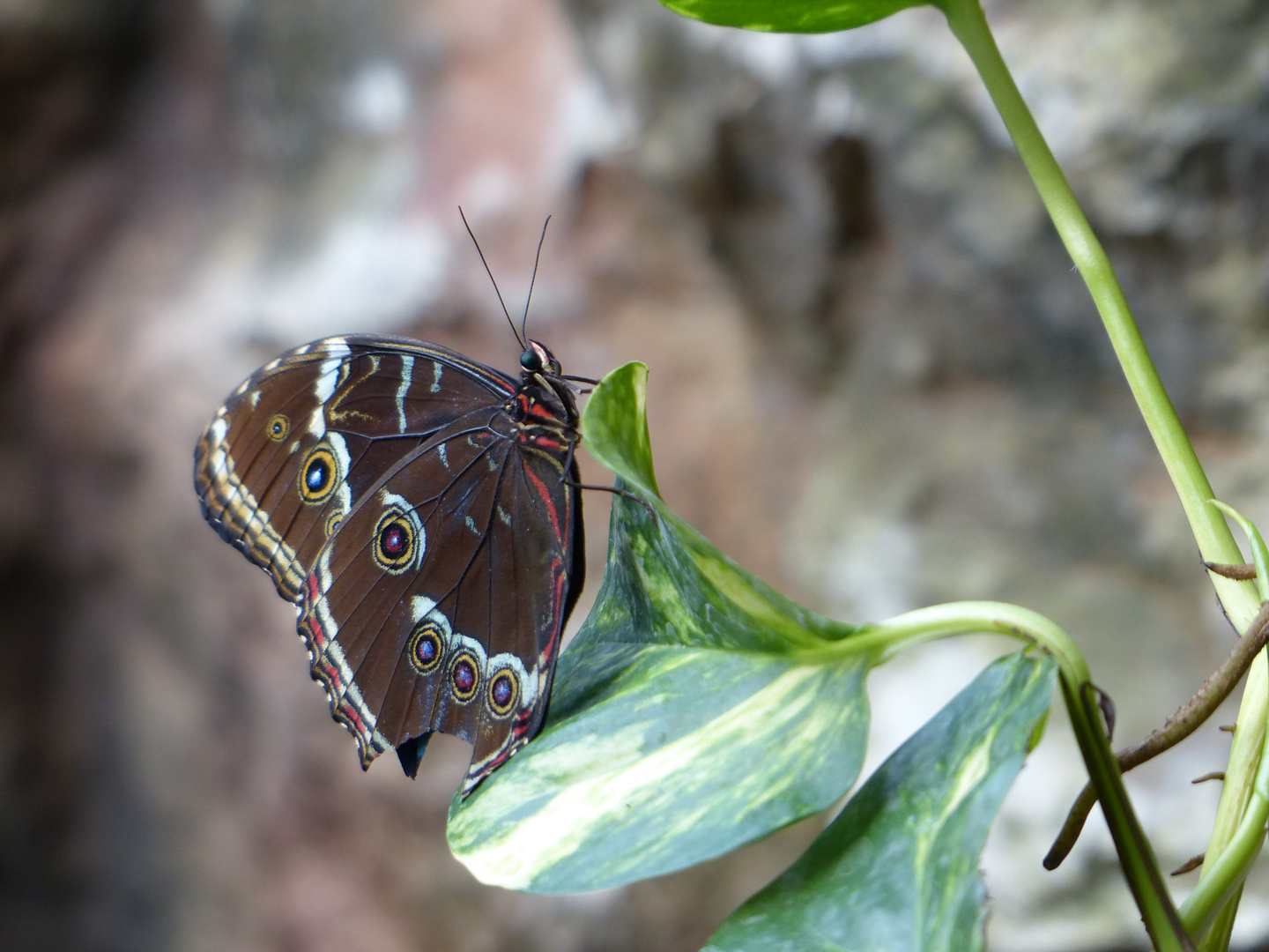 Schmetterling