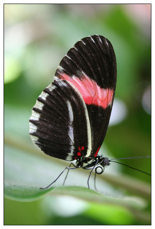 Schmetterling