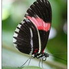 Schmetterling