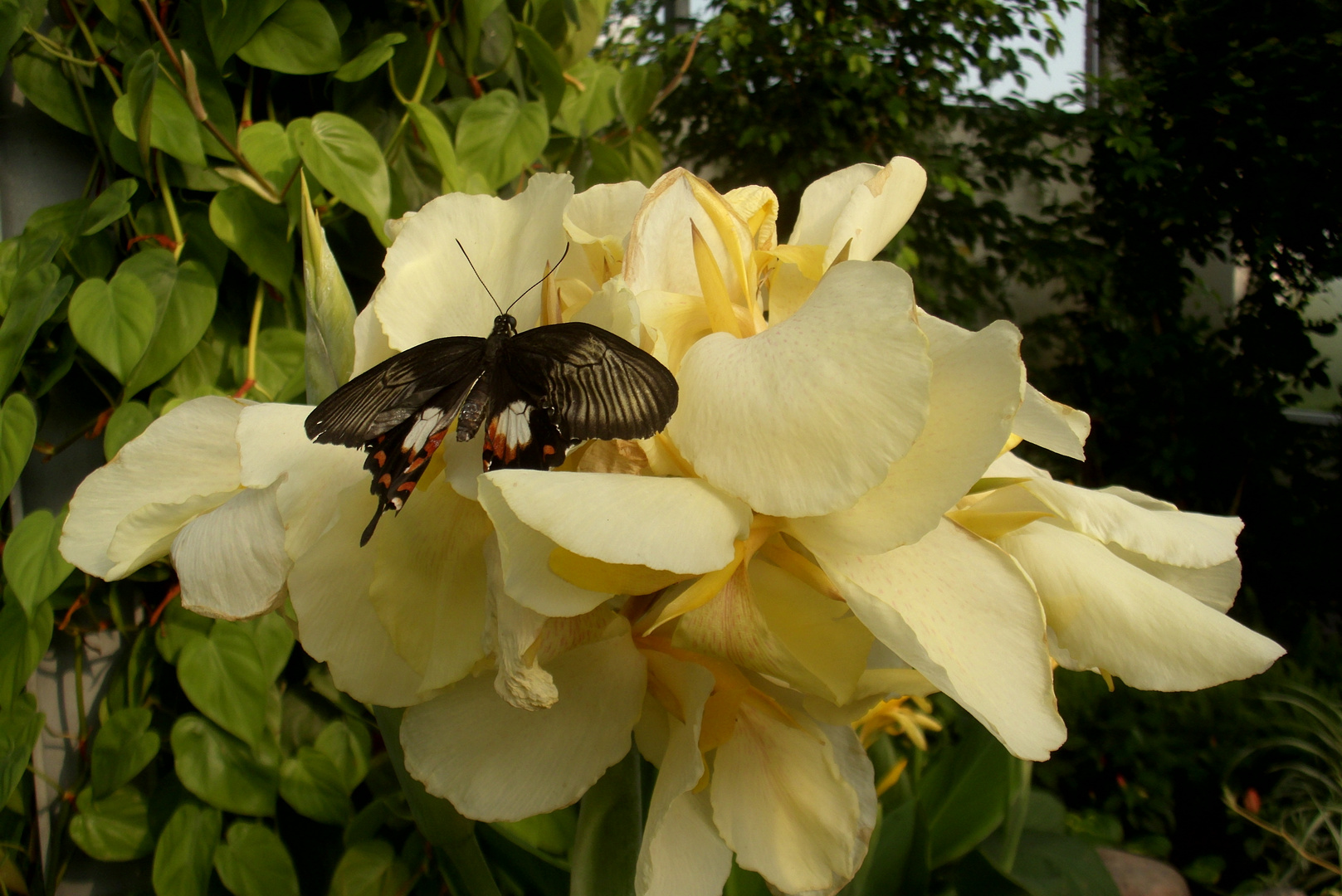 Schmetterling