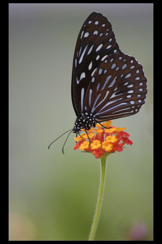 Schmetterling