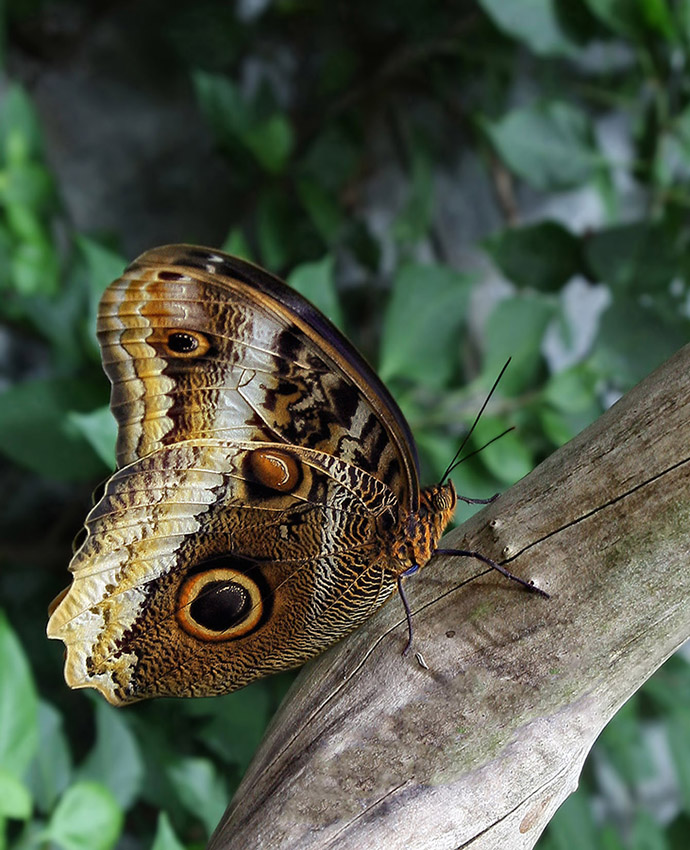 Schmetterling