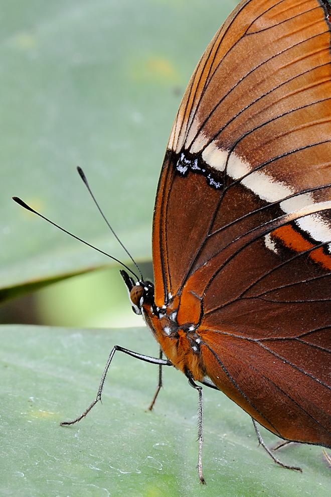 Schmetterling