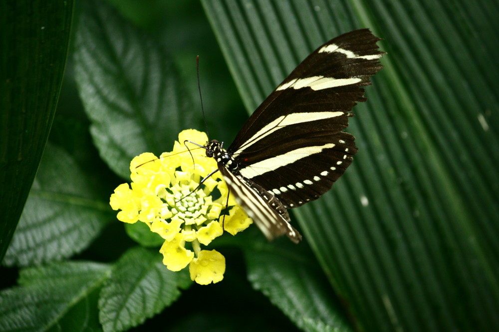 Schmetterling