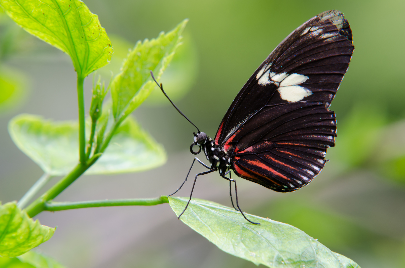 Schmetterling