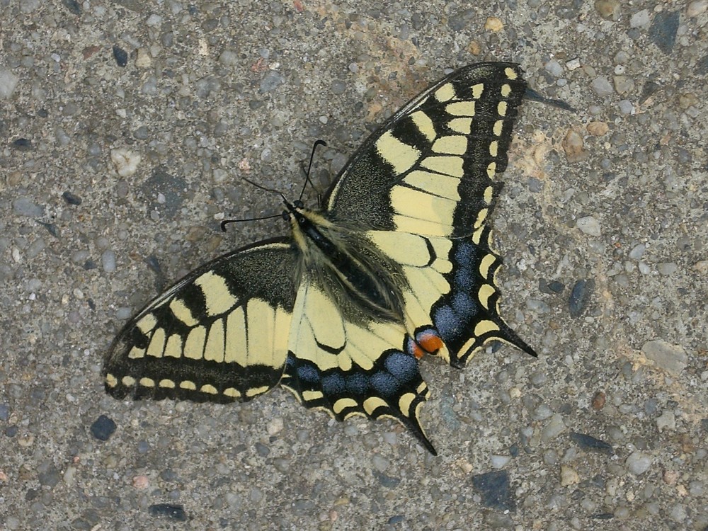 Schmetterling