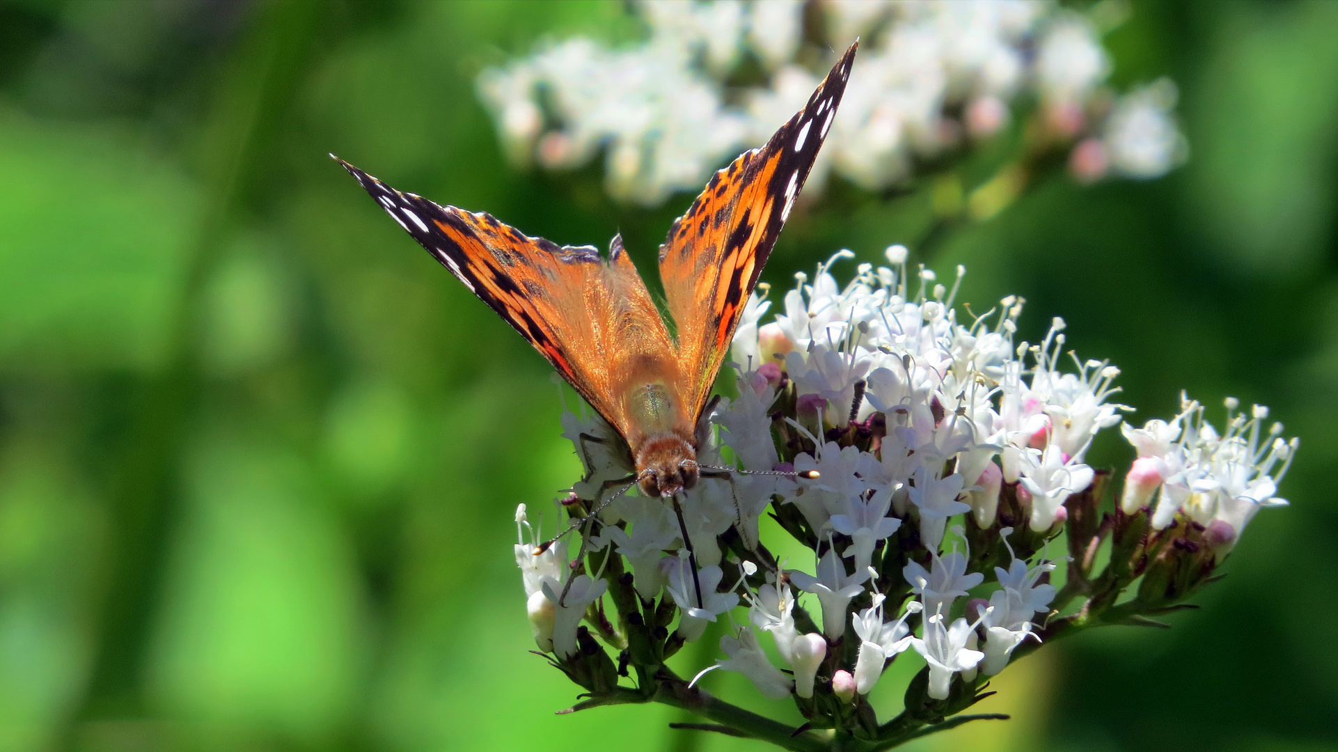 Schmetterling