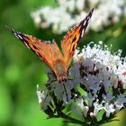 Schmetterling