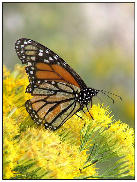 Schmetterling