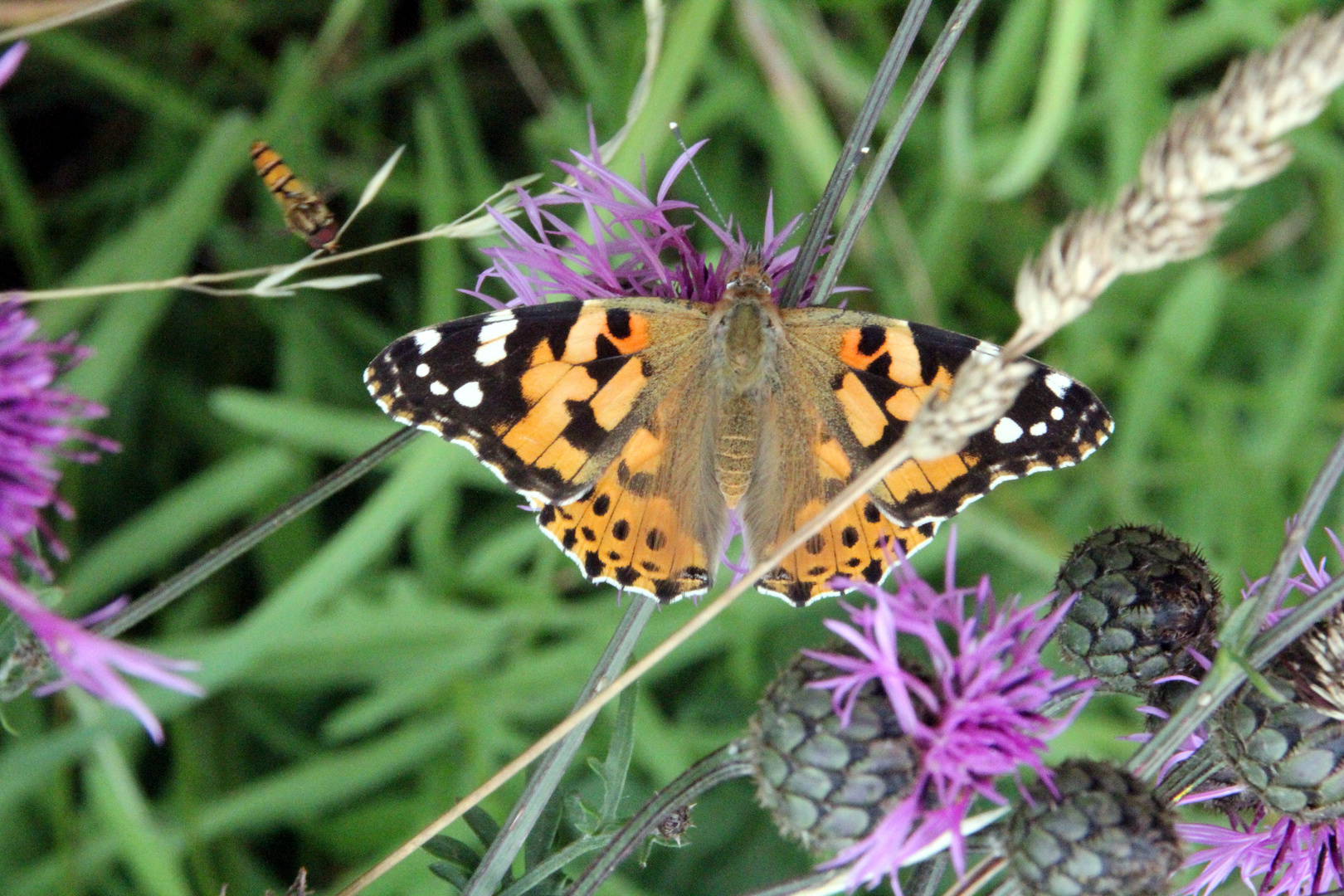 Schmetterling