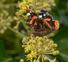 Schmetterling 