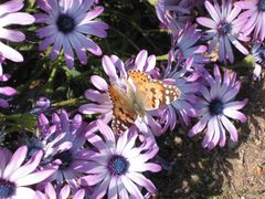 Schmetterling