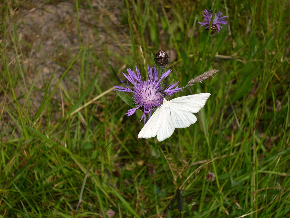 Schmetterling