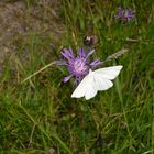 Schmetterling