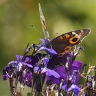 Schmetterling