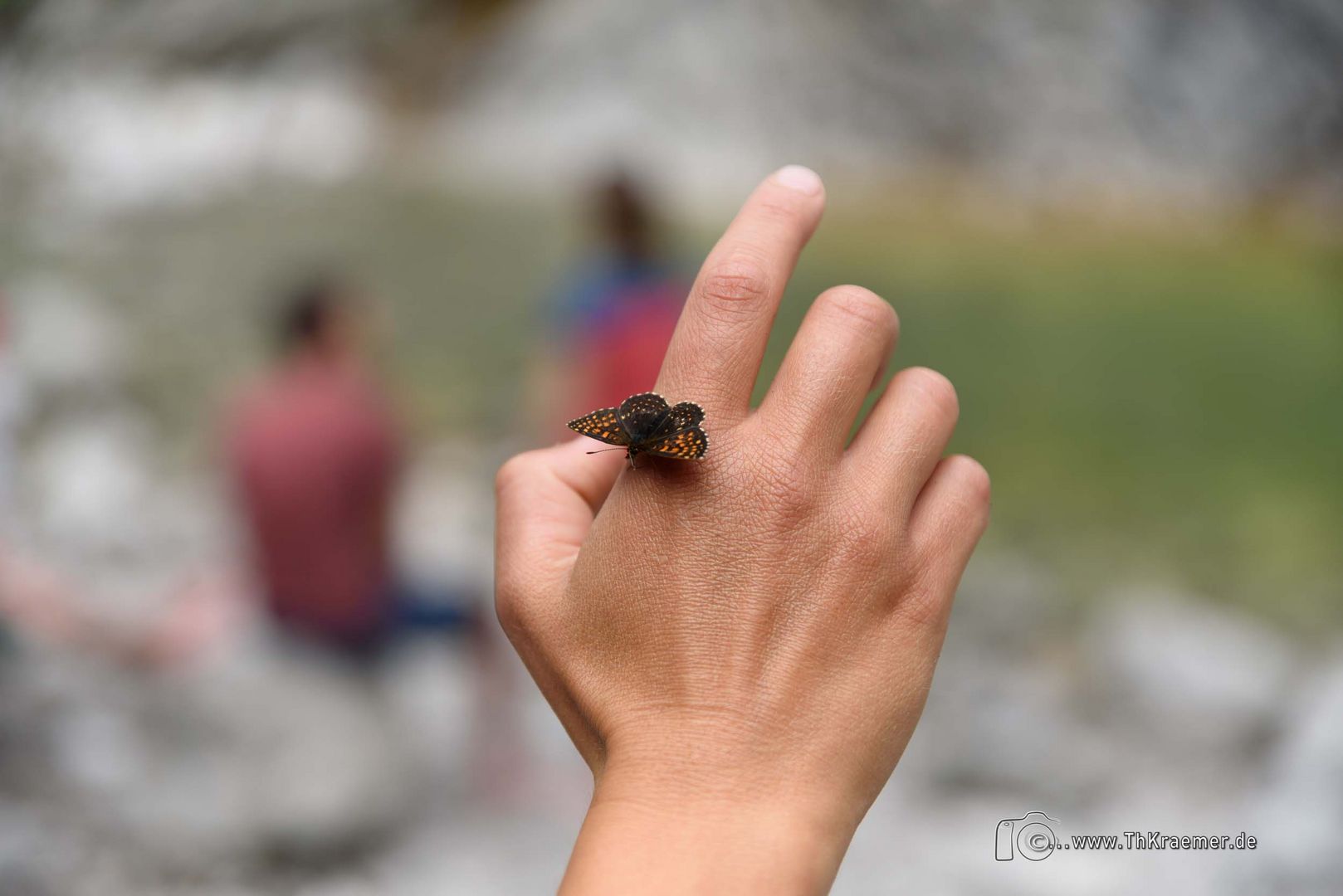 Schmetterling - D75_7113