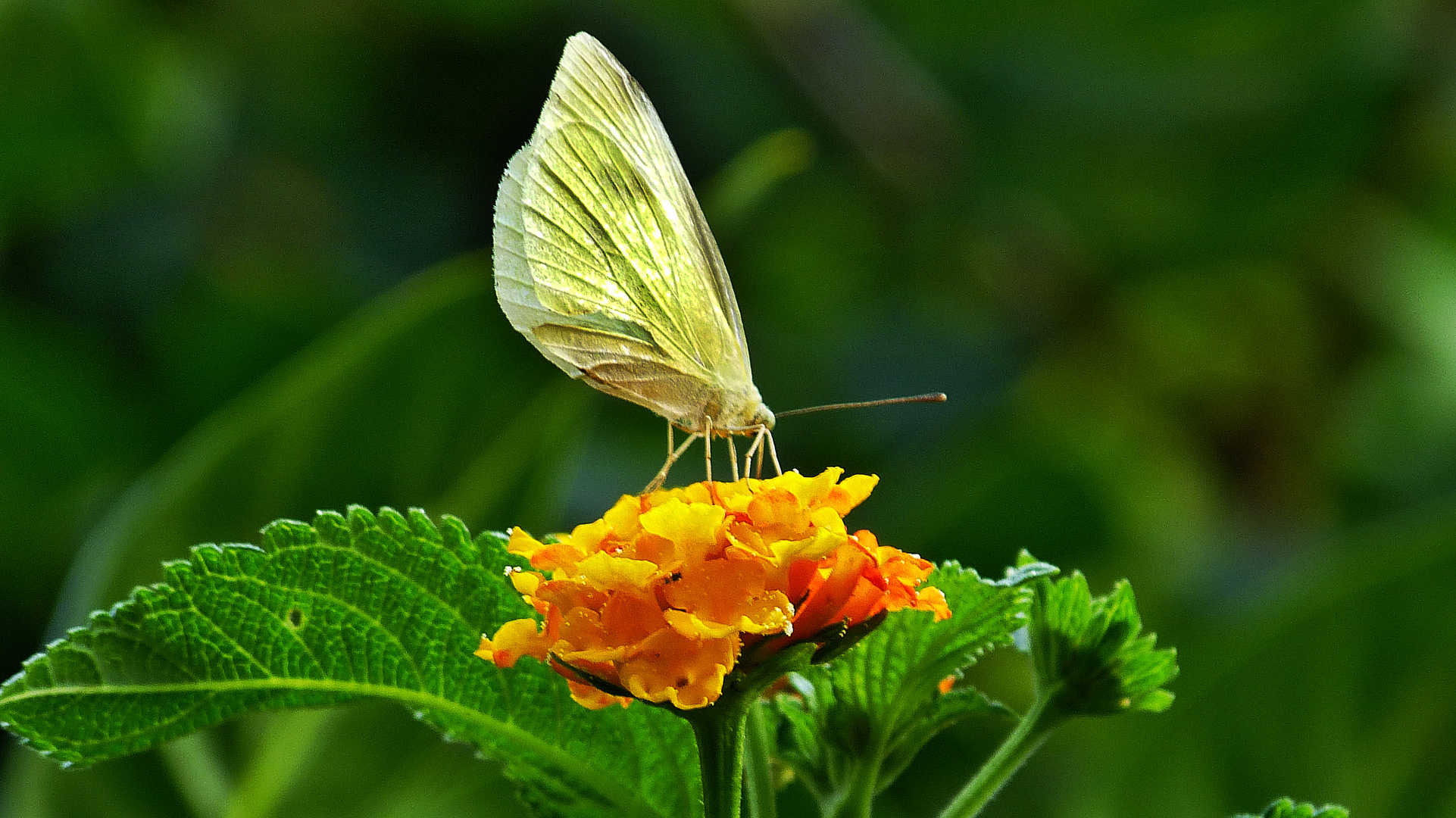 Schmetterling