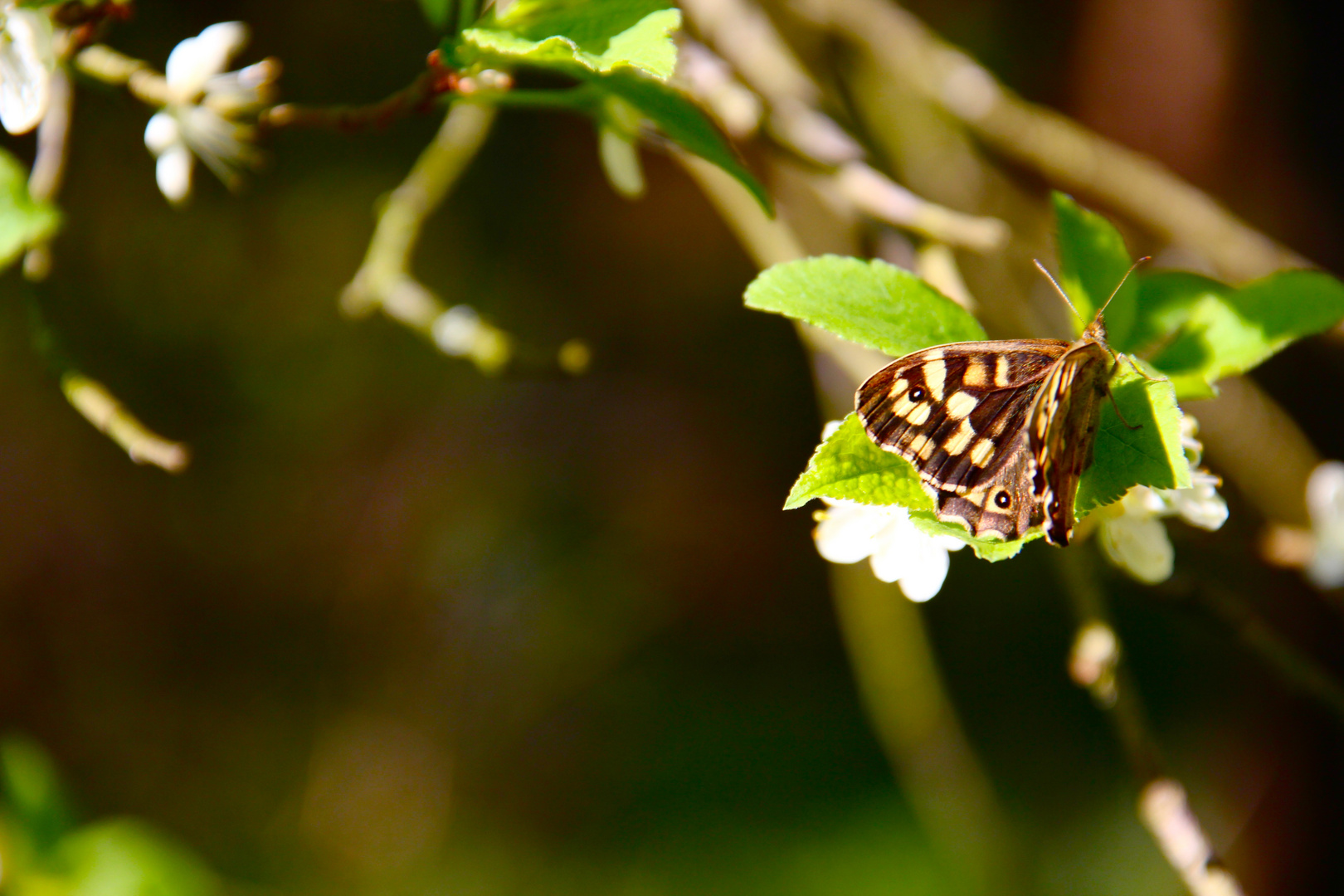 Schmetterling