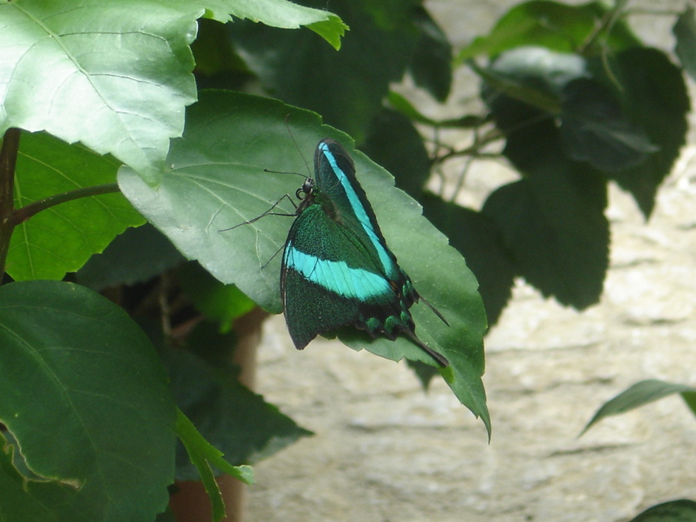 Schmetterling