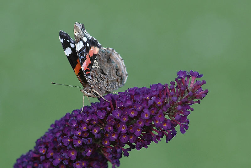 **schmetterling**