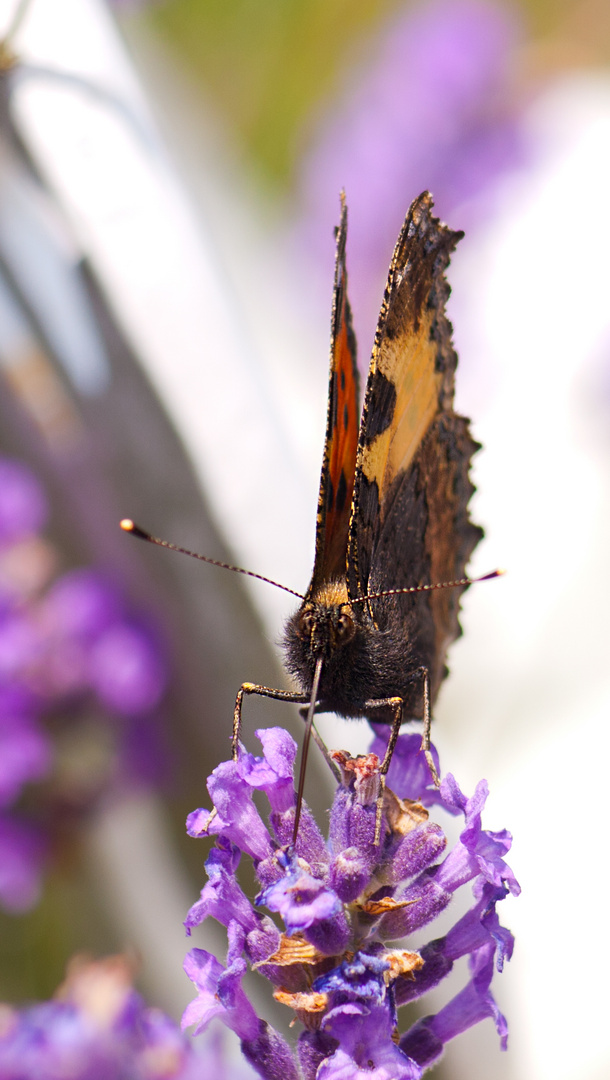 Schmetterling