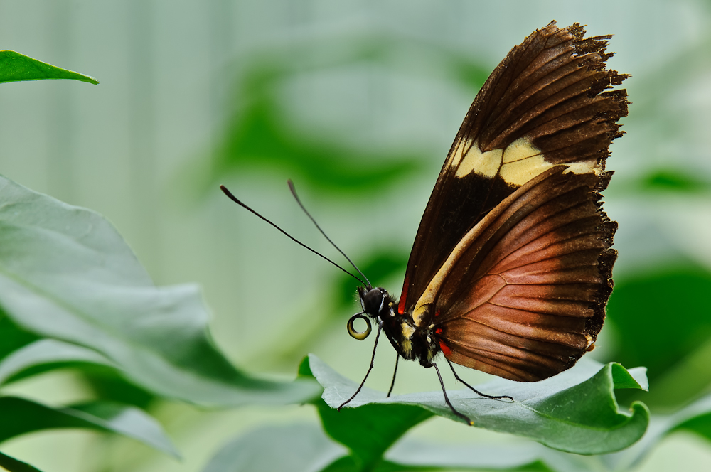 Schmetterling