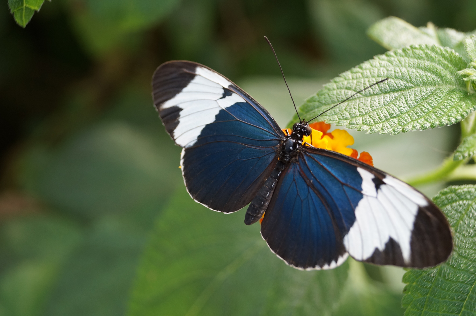 Schmetterling