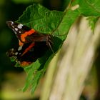 Schmetterling