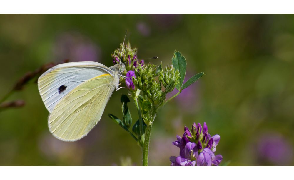 Schmetterling