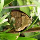 Schmetterling